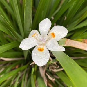 Meet your Posher, Melissa-iris